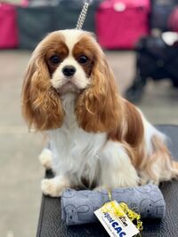 BJ Kermit BJ Kermit…