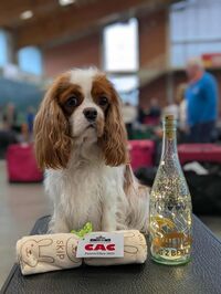 BOB Xanda BOB Xanda…