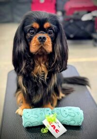 BOS Devilish Charm BOS Devilish Charm…