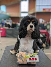 BOS Xenia BOS Xenia…