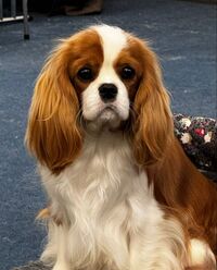 Bonitos Companeros Midnight Sky…