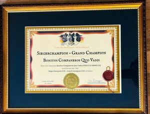 Siegerchampion-Urkunde