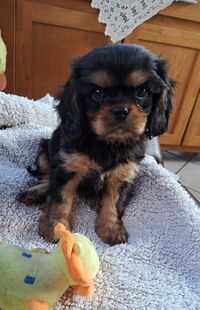 vom Oppermann-Schlößchen